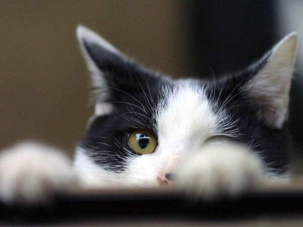 Коты,кошки,котята...