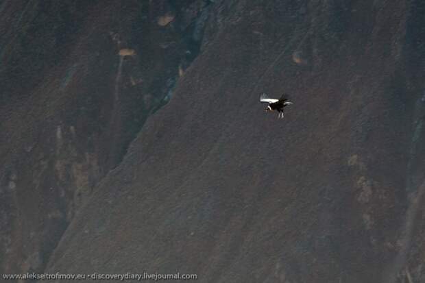 Спускаемся в глубочайший каньон на Земле colca06 Спускаемся в глубочайший каньон на Земле