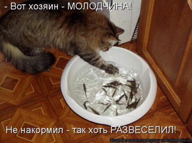 Котоматрицы(картинки с надписями)