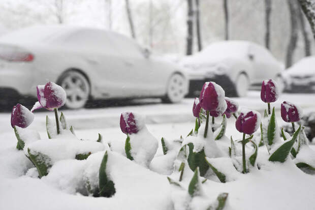 Синоптик Тишковец: погода в Москве наладится ко 2 мая