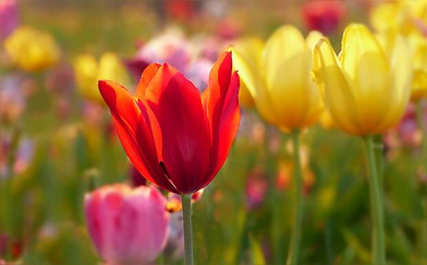 Красные и желтые тюльпаны украсят Лианозовский парк Фото с сайта pixabay.com