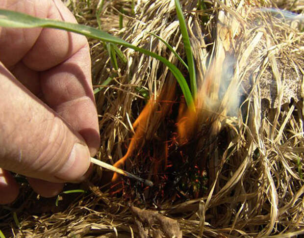 Сухая тонкая трава - хороший трут для разведения костра с одной спички, но не всегда она имеется под рукой.