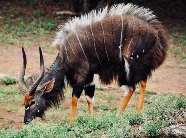 Необычная африканская антилопа ньяла