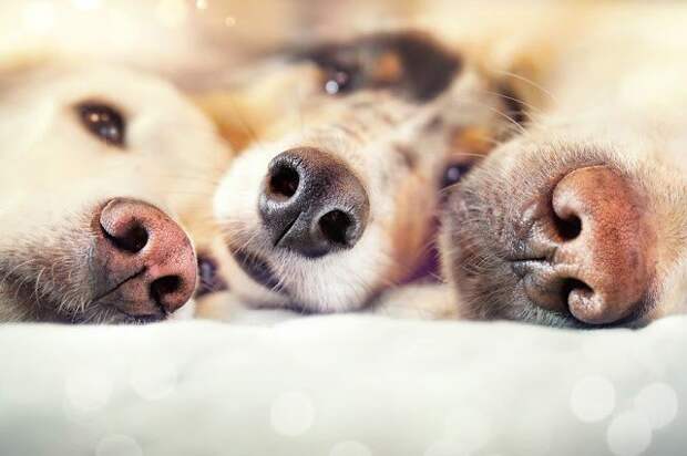 Миф № 1 «Мокрый нос – залог здоровья» животные, мифы, собаки, это интересно