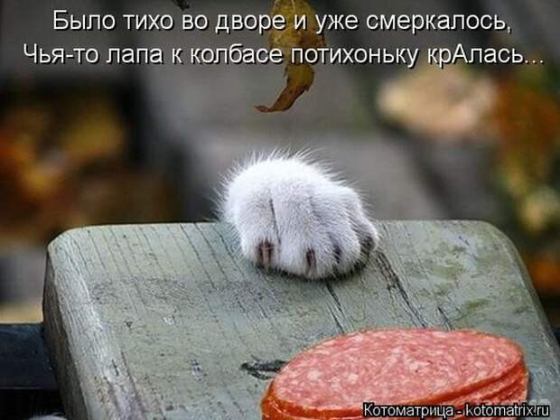 Лучшие котоматрицы недели Лучшие котоматрицы недели