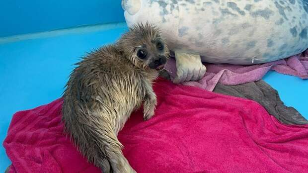 В Петербурге спасли попавшую на блесну ладожскую нерпу