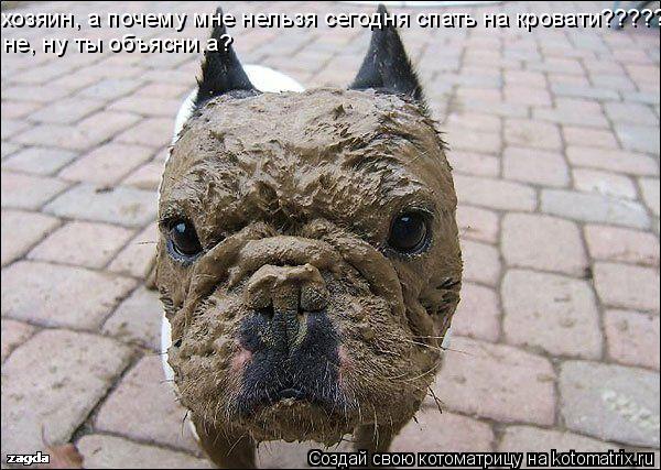 хозяин, а почему мне нельзя сегодня спать на кровати????? не, ну ты объясни,а?