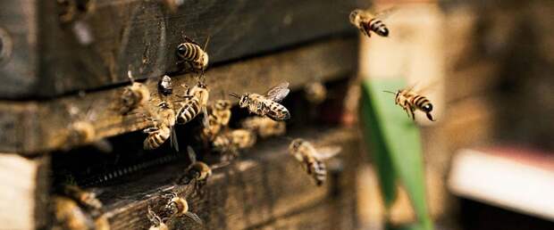 С пчелами что-то происходит: за 30 лет в мире исчезло 25% видов пчел