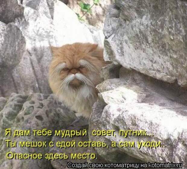 Котоматрицы