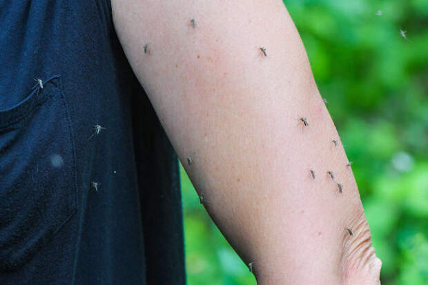 Химик Дорохов: несертифицированный фумигатор от комаров может отравить человека