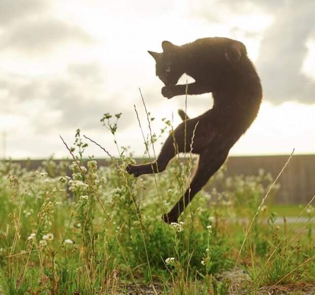 Японский фотограф посвятил свою жизнь съемкам кошек-«ниндзя» животные, коты, коты ниндзя, ниндзя, фотограф