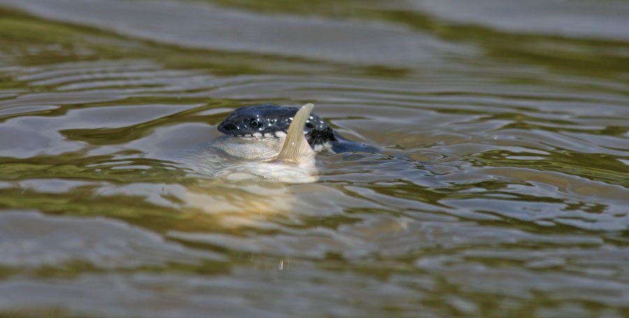 Водяной уж (Natrix tessellata)