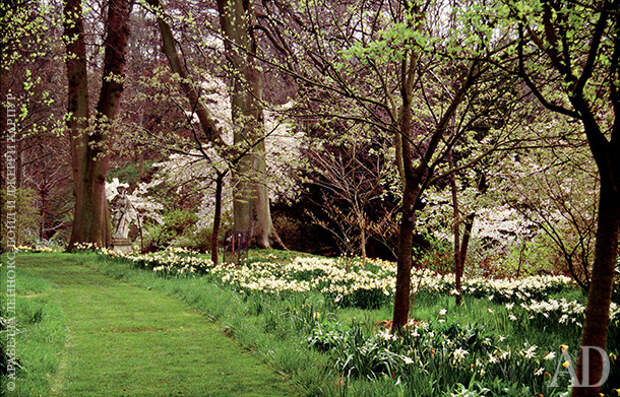 Лесистая часть парка Гресгарт весной: цветущие вишневые деревья и нарциссы. Дерновая дорожка слегка “утоплена” в земле.