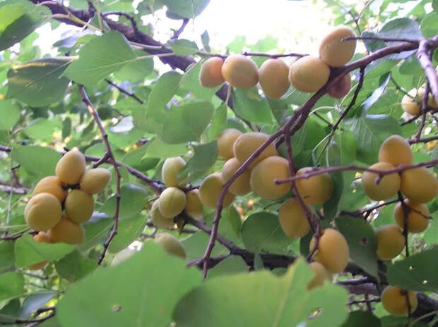 Урожай с балкона 14-этажки Абрикос, Балкон, Урожай, Лень, Длиннопост