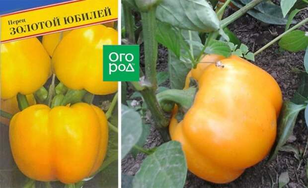 перец золотой юбилей