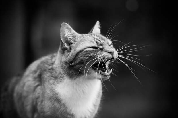 Интересные факты о котах