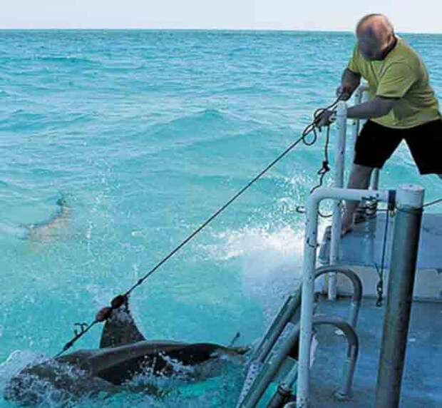 Охота на акул