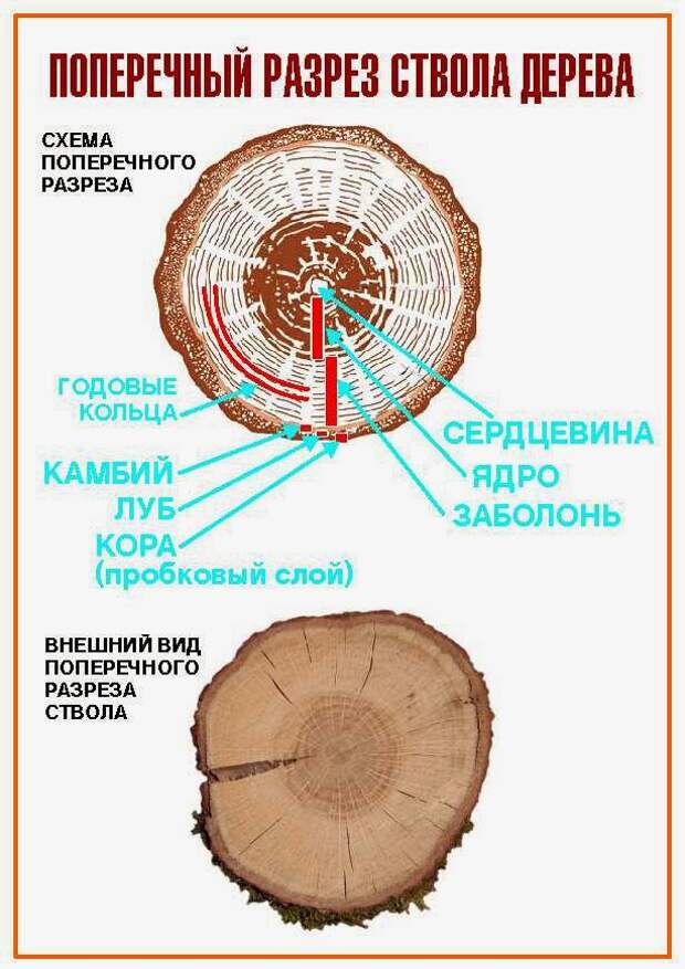 Что такое срез. Поперечный срез дерева строение. Строение ствола заболонь. Строение поперечного среза древесины. Строение древесины заболонь.