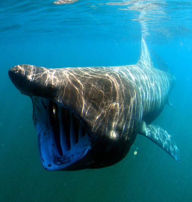 Basking shark. Photo by Greg Skomal NOAA Fisheries Service