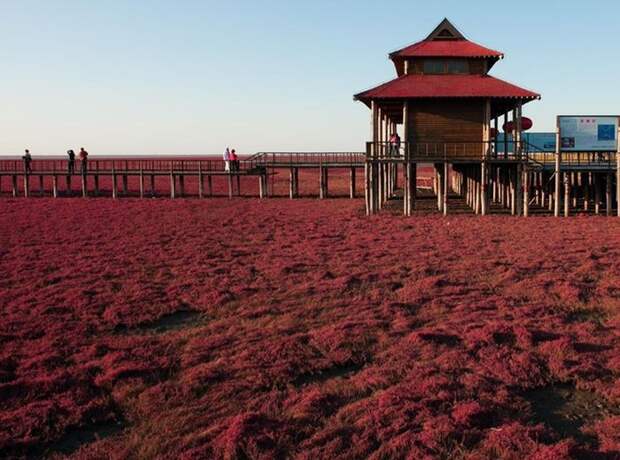 Необычный "Красный пляж" в Китае пляж, китай
