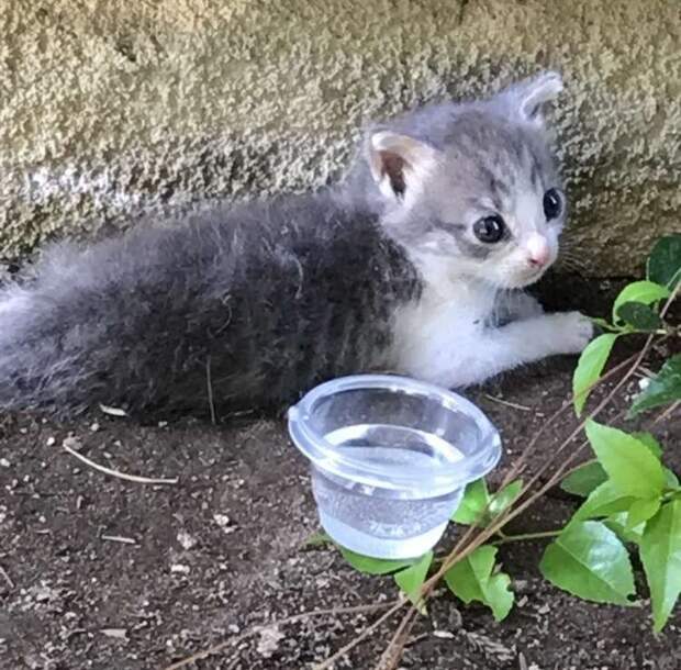 http://goodnewsanimal.ru/_nw/70/65470349.jpg