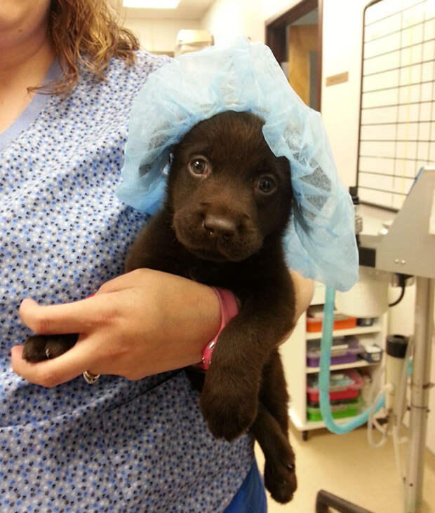 Chocolate Lab Puppy