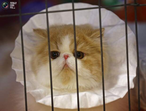 Кошка