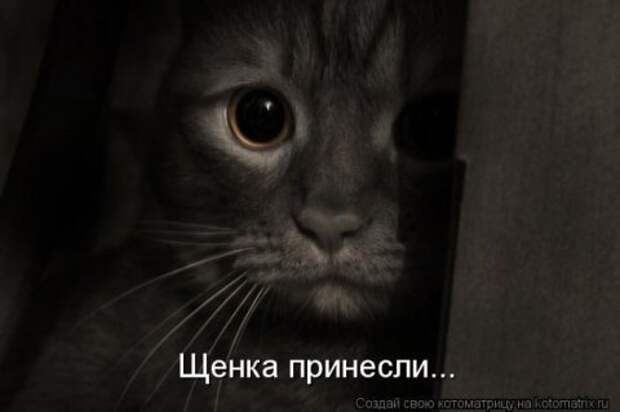 Котоматрицы