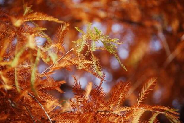 Таксодий двурядный (taxodium distichum)