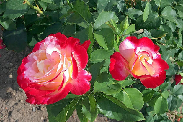 украшение сада роза двойное удовольствие