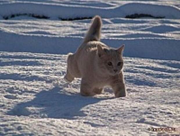 Кошки и Котята 116