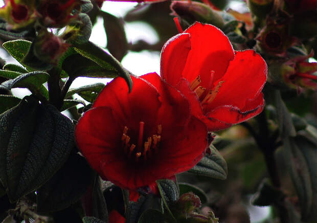 Tibouchina-grossa-flowers (700x492, 364Kb)