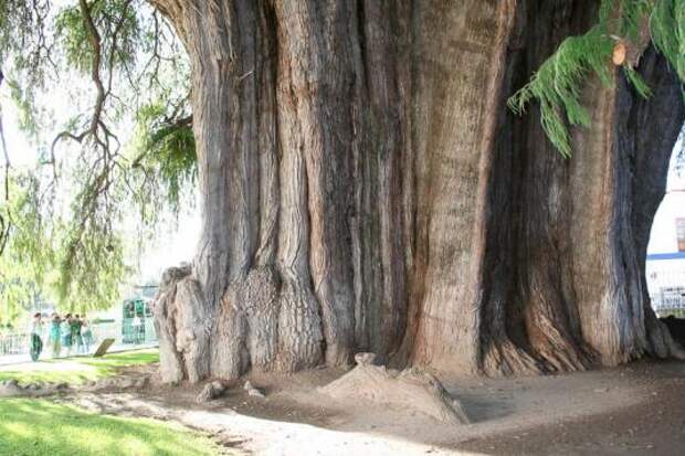 Таксодий мексиканский (taxodium mucronatum)