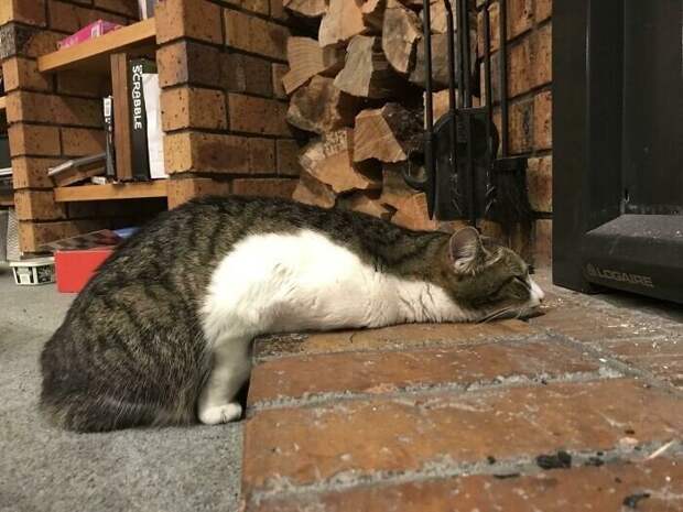 Уморительные котейки, которые сломались