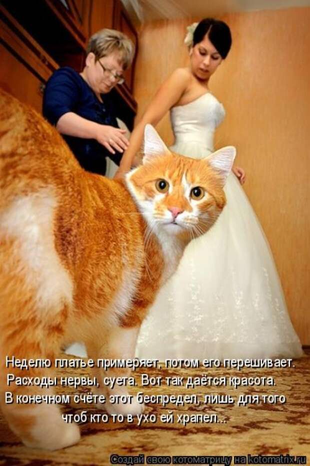 Лучшие котоматрицы недели (50 фото)
