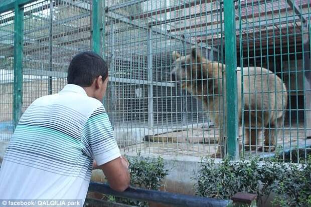 A bear at the zoo, in the Palestinian city of Qalqilya, on the western edge of the West Bank