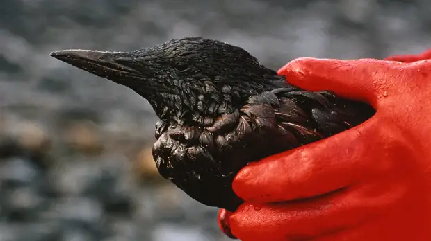 Уязвимая экология и устойчивая оборонная промышленность: что будет с ESG в России