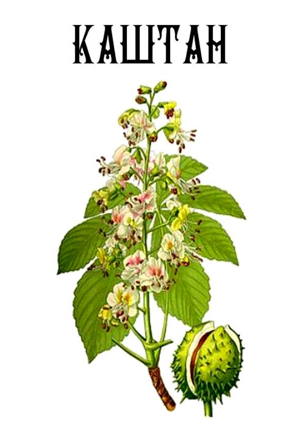 Aesculus hippocastanum extract