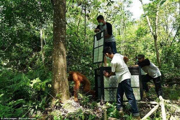 Пальмовые плантации наступают: орангутанам пришлось искать новый дом Пальмовое масло, Суматра, защита животных, зоозащитники, индонезия, орангутан, орангутаны, плантация