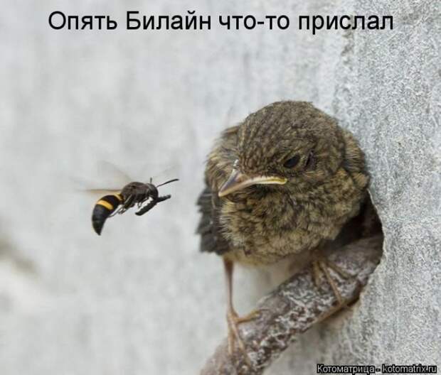 Лучшие котоматрицы недели