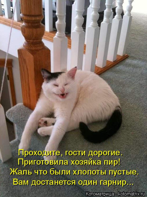 kotomatritsa_7o (506x675, 283Kb)