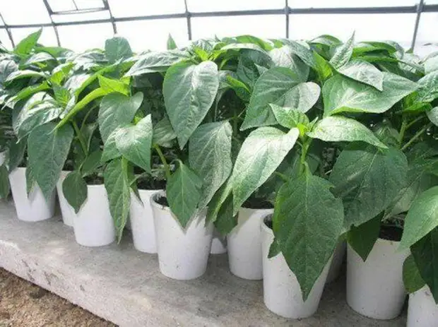 Как из хилой рассады, буквально за 2 дня, можно сделать сильную и мощную