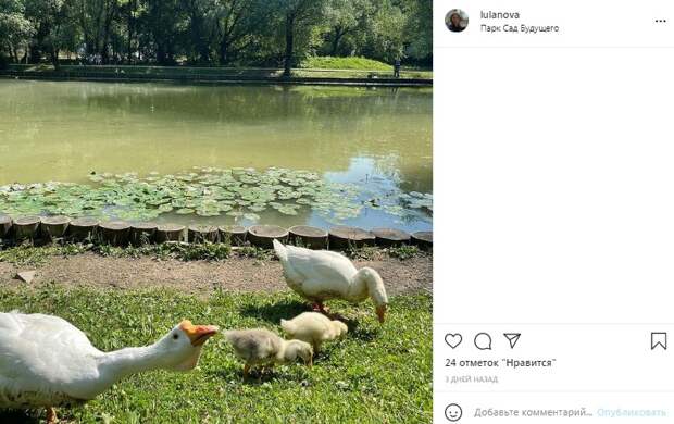 Фото: подросшее гусиное потомство в «Саду Будущего»