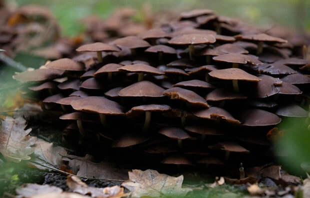 Туляков могут оштрафовать за сбор грибов весной