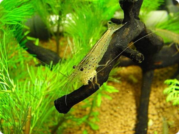 Креветка Амано или Каридина Японика (лат. Caridina multidentata)