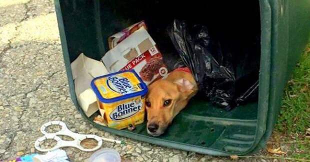 hunden-2