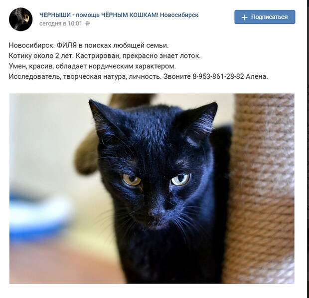 Волонтеры назвали кота Филей и стали искать ему хозяев. Фото: СОЦСЕТИ