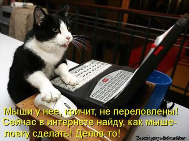 Котоматрицы(картинки с надписями)