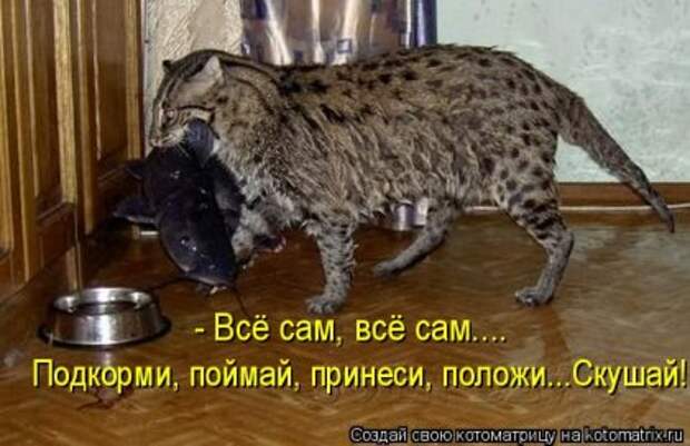 Котоматрица