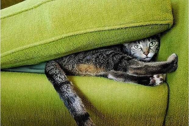 Смешные кошки